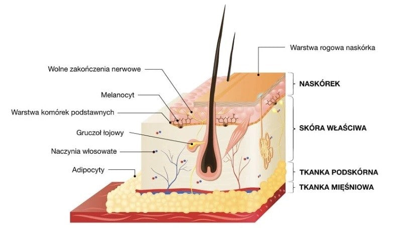 Application of BPC-157 peptide therapy in skin diseases – Synthagen EU