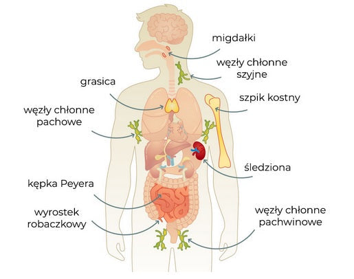 The impact of BPC-157 therapy on the immune system – Synthagen EU