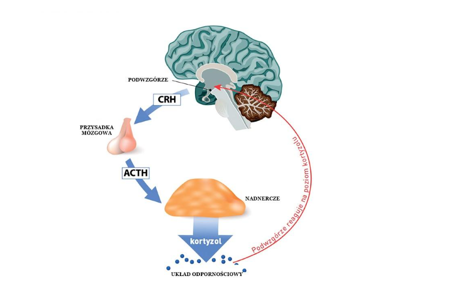 NL-Epithalon and Stress Response: Research Overview