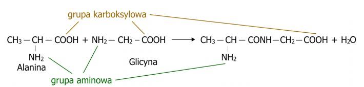 Peptide Synthesis, Modification & Characterization