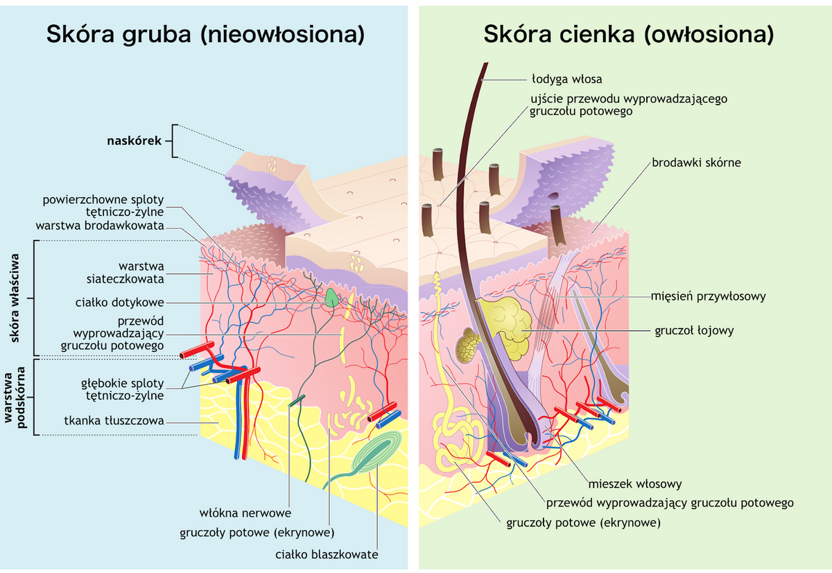 NL-Epithalon and Skin Health: Collagen & Firmness