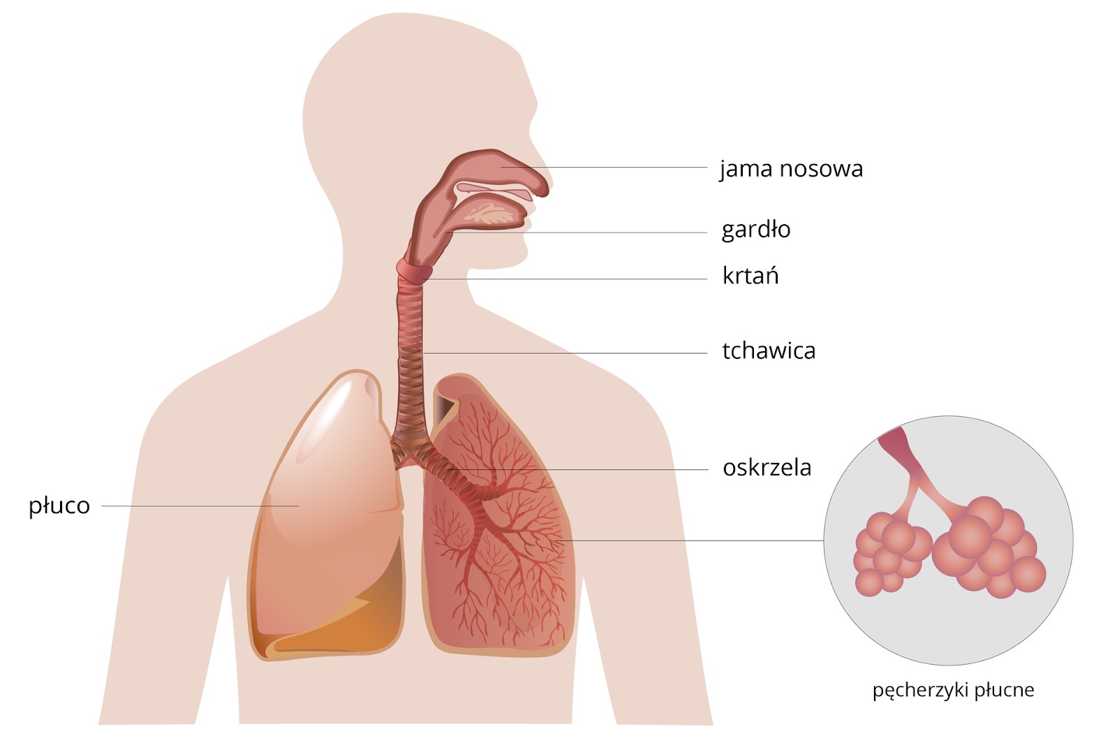 NL-GHK-Cu in lung diseases – Synthagen EU