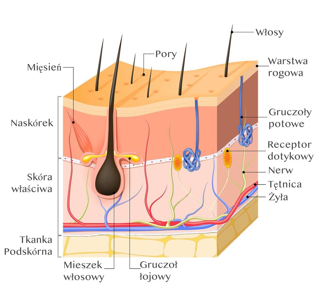 GHK-Cu Peptide for Skin and Hair: Benefits & Research