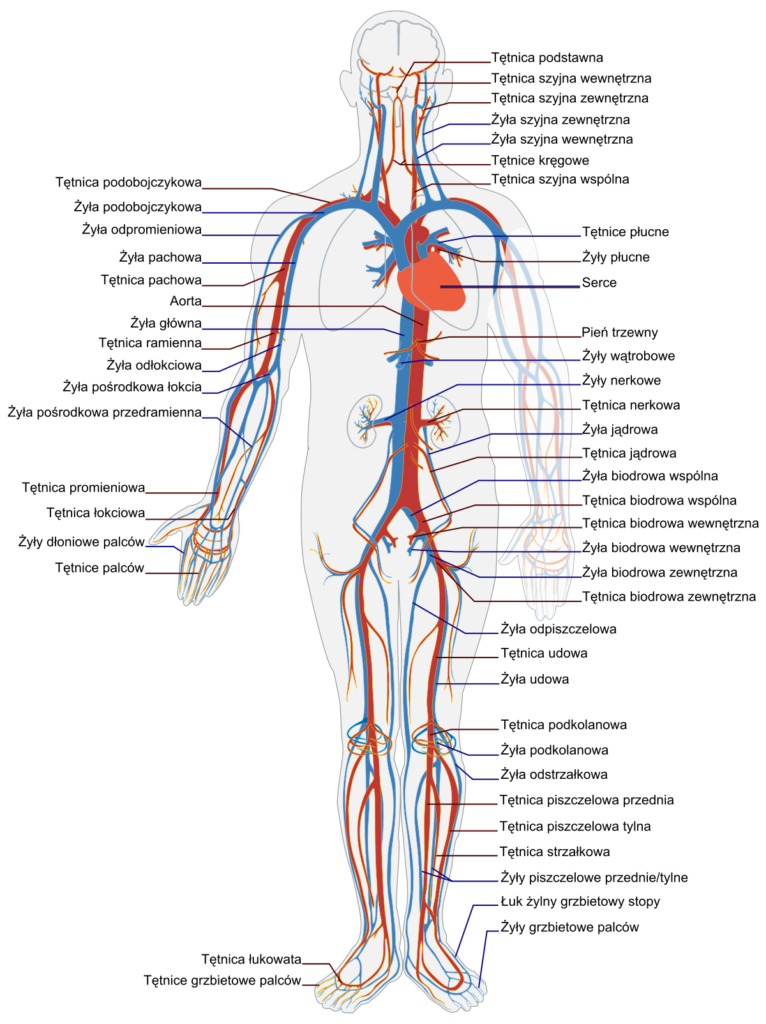 BPC-157 and Cardiovascular Health: Research Overview