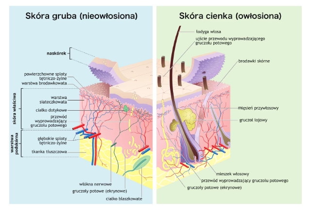 NL-GHK-Cu and Keratinized Skin: Research Overview