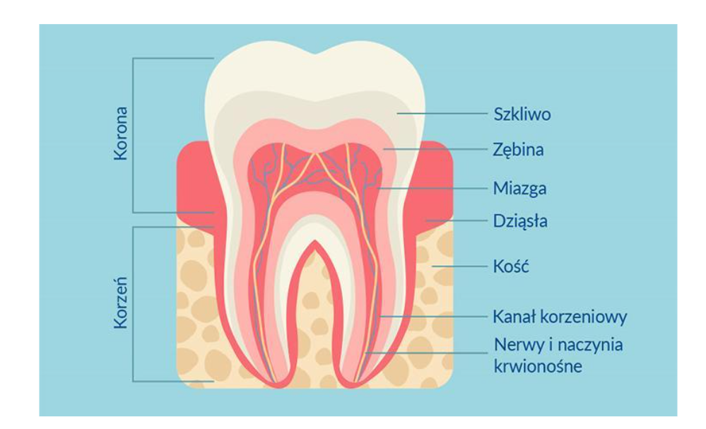 NL-Epithalon and Oral Health: Research Overview