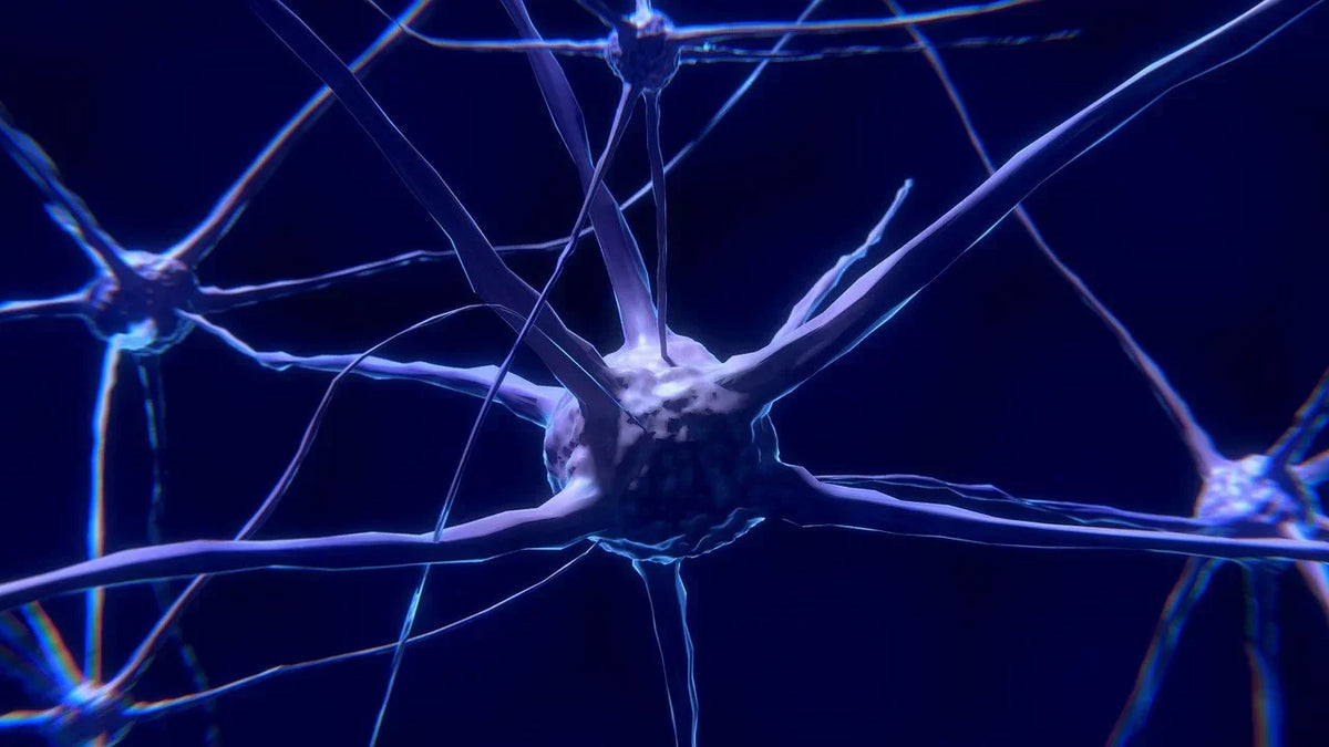 BPC-157 and Brain Function: Nervous System Research