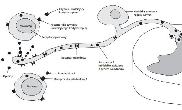 BPC-157 and Pain Management: Research Overview
