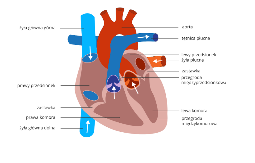 NL-GHK-Cu and Cardiovascular Health: Research Overview