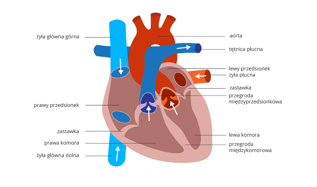NL-Epithalon and Cardiovascular Health: Research