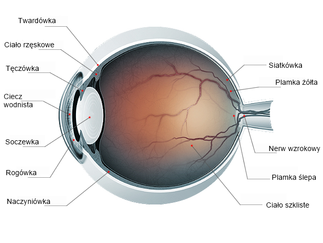 NL-Epithalon and the Visual System: Research Overview